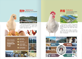星空平台皇家马略卡赞助商实力